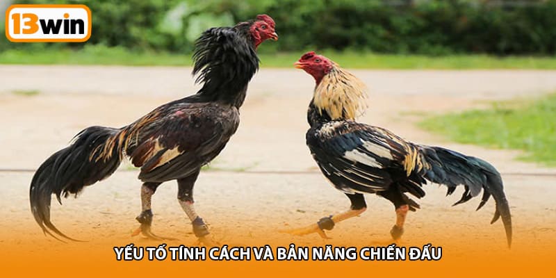 Yếu tố tính cách và bản năng chiến đấu